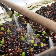 Olives